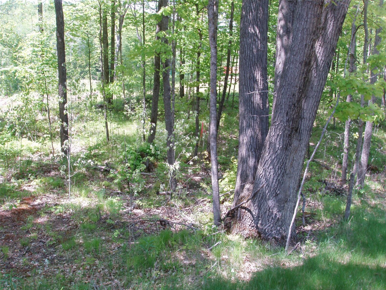 Lot 1 On Highway 169, Mellen, WI — photo 11