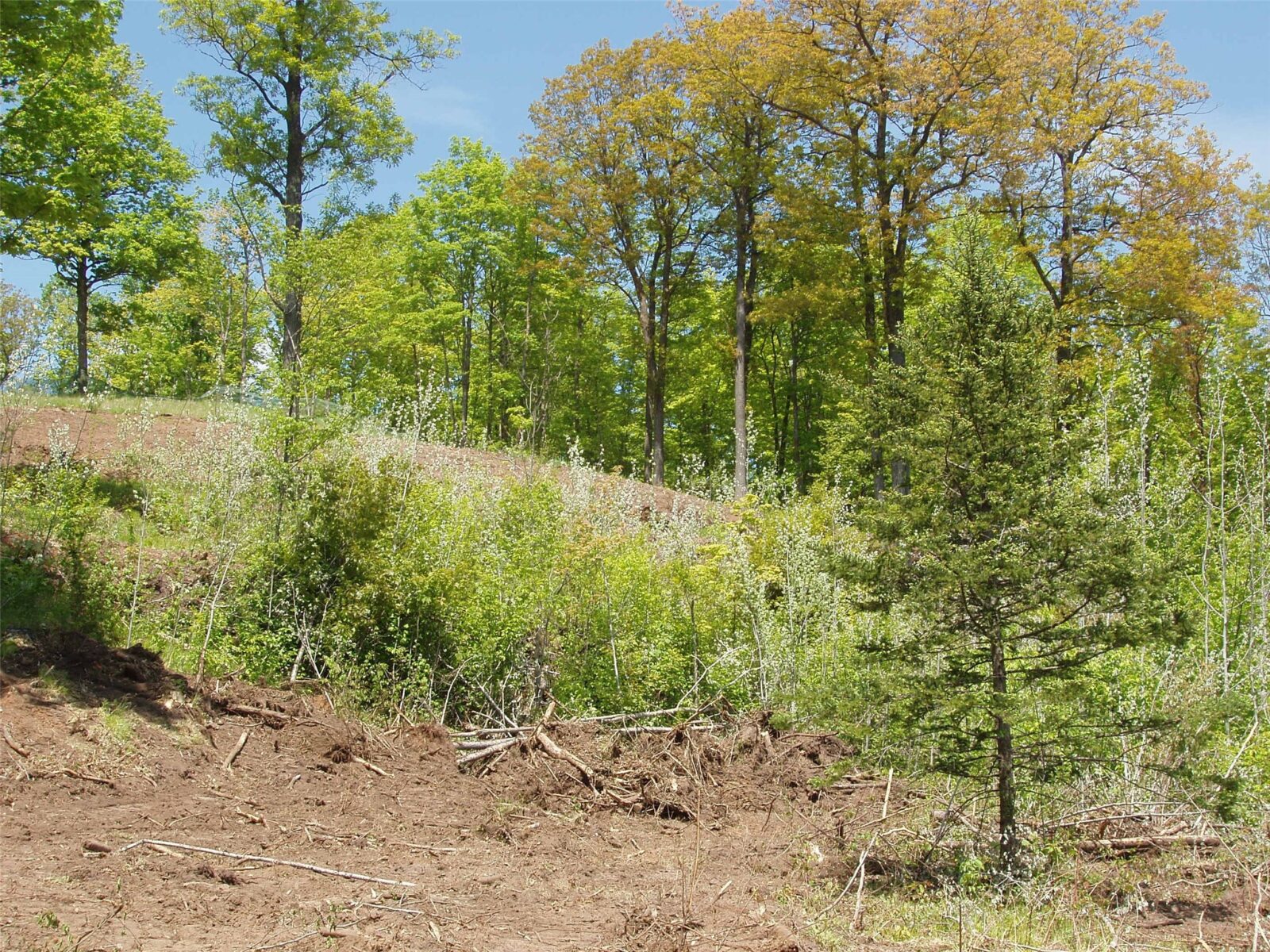 Lot 1 On Highway 169, Mellen, WI — photo 13