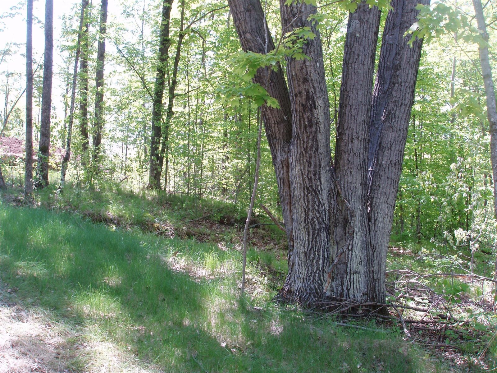 Lot 1 On Highway 169, Mellen, WI — photo 3