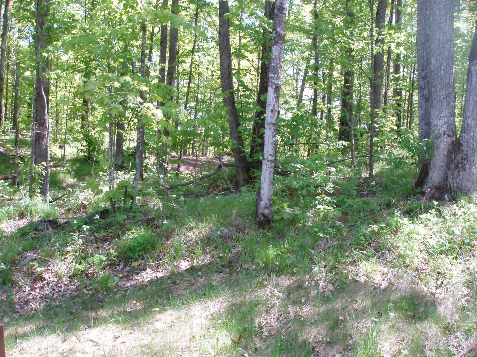 Lot 1 On Highway 169, Mellen, WI — photo 9