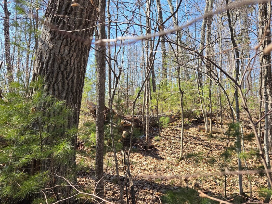 Lot 1 W South Shore Rd Hayward WI 54843 — photo 28