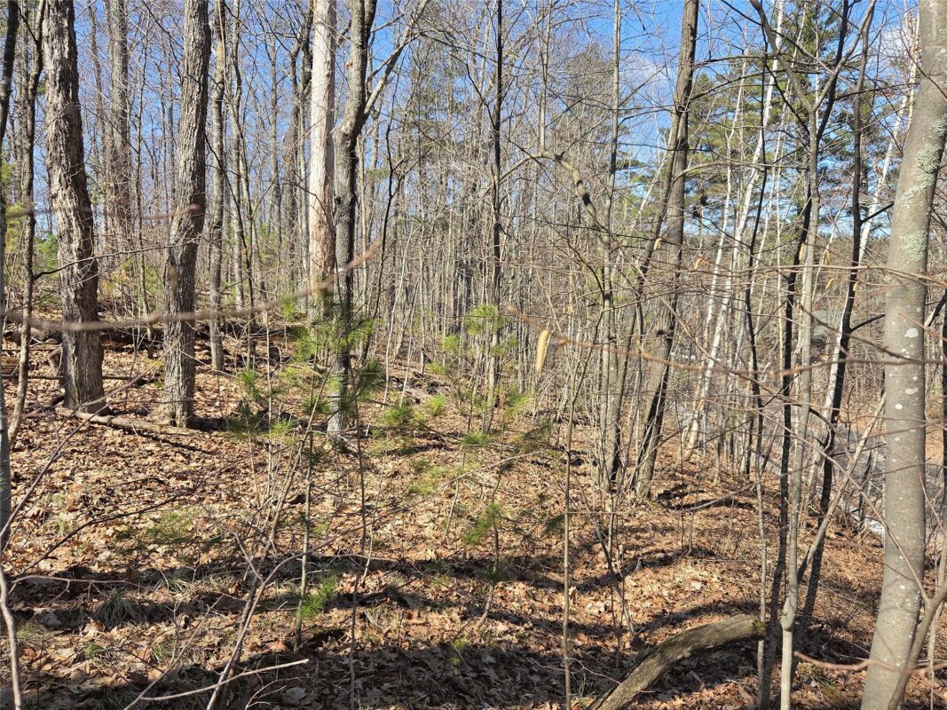 Lot 1 W South Shore Rd Hayward WI 54843 — photo 29