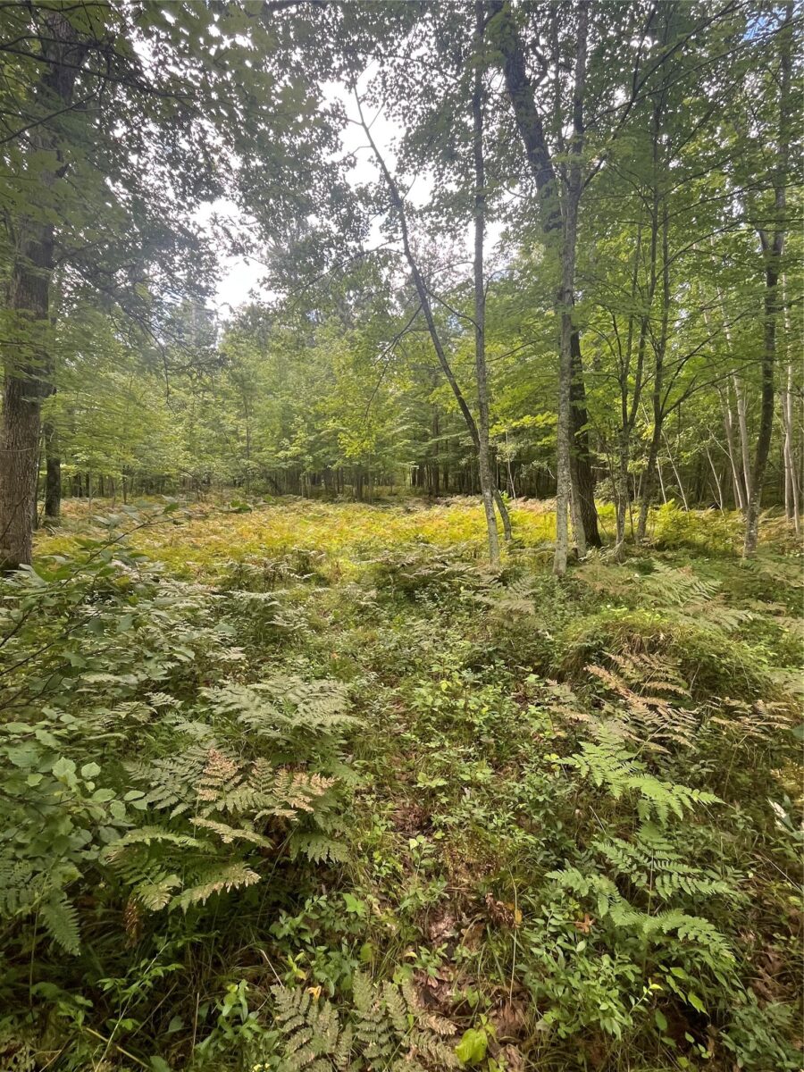 Lot 107 Bridle Trail Danbury WI 54830 — photo 15