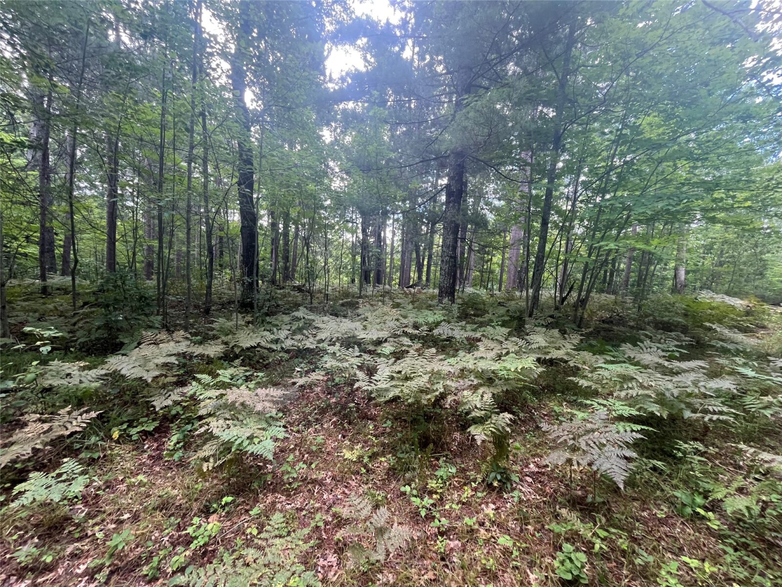 Lot 108 Bridle Trail Danbury WI 54830 — photo 15