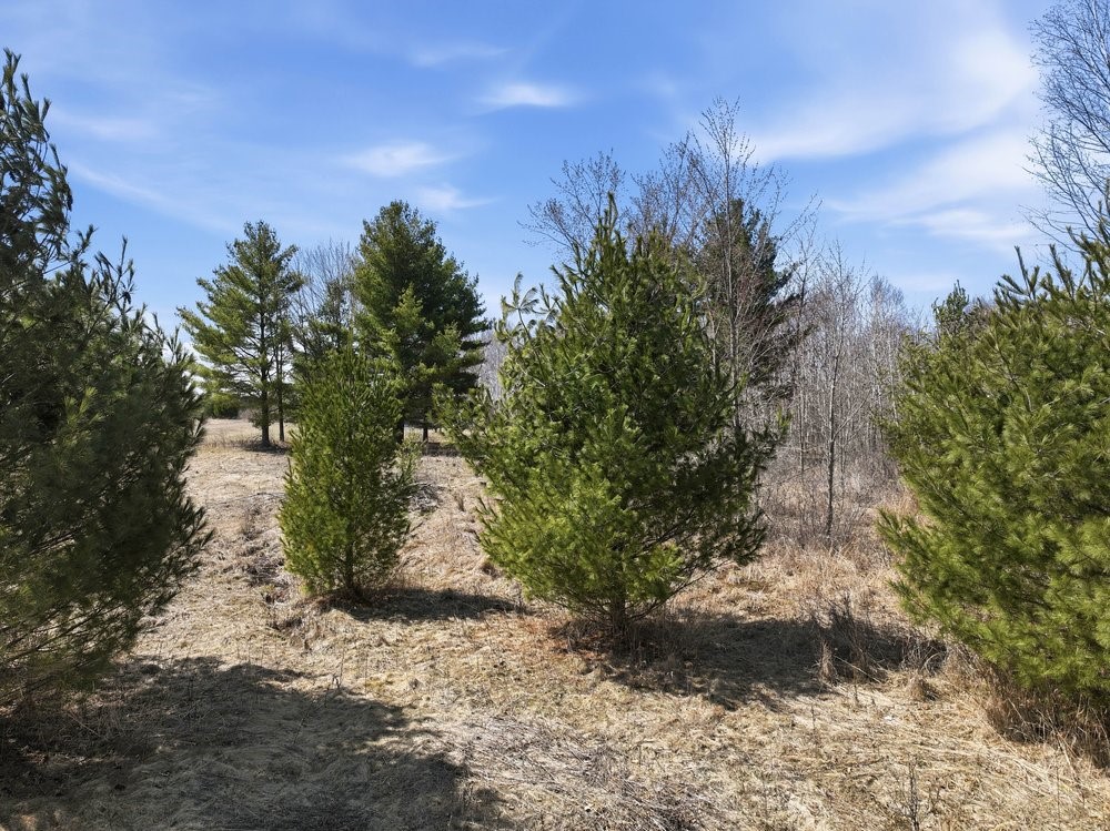 Land at Lot 13 10 1/4 Avenue, Chetek, WI 54728 — photo 21