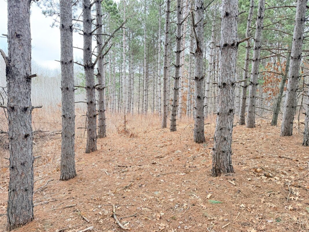 Lot 2 Big Lake Drive Osceola WI 54020 — photo 5