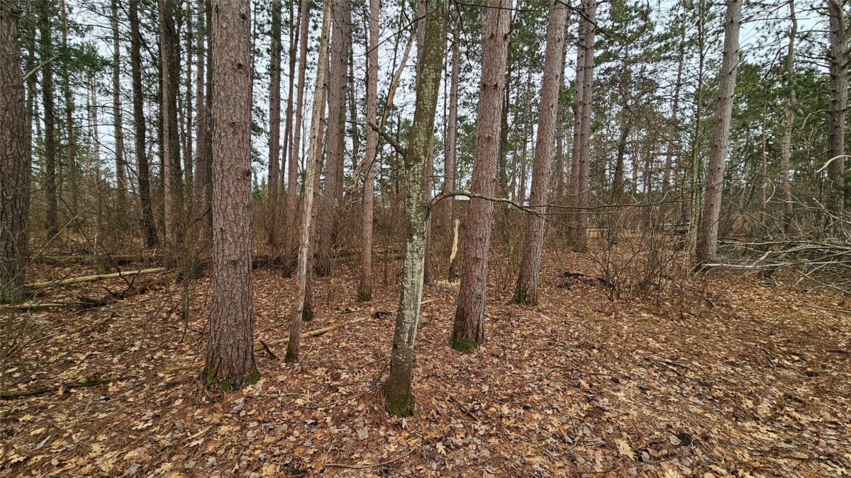 Lot 2 Jenny Lane Hayward WI 54843 — photo 3