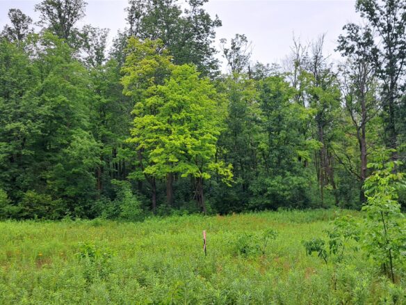 Lot 3 Musky Point Drive Stone Lake WI 54876 — photo 1