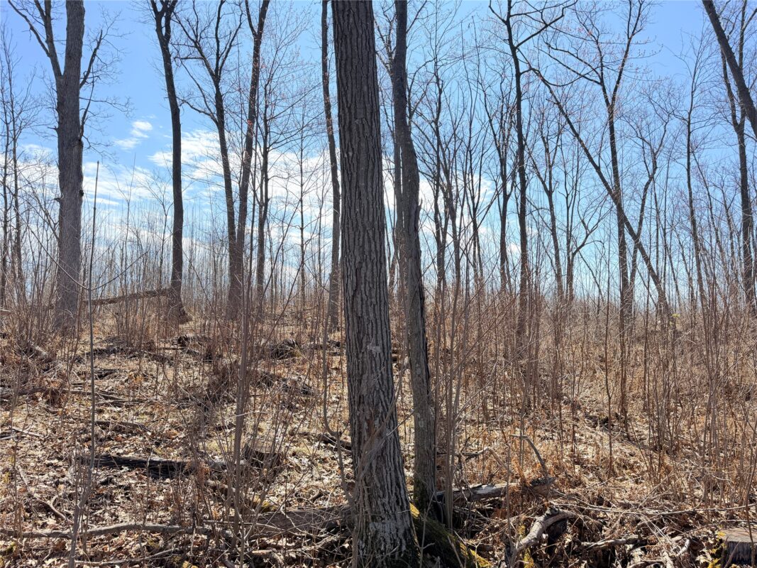 Land at Lot 4 160th Avenue, Turtle Lake, WI 54889 — photo 12