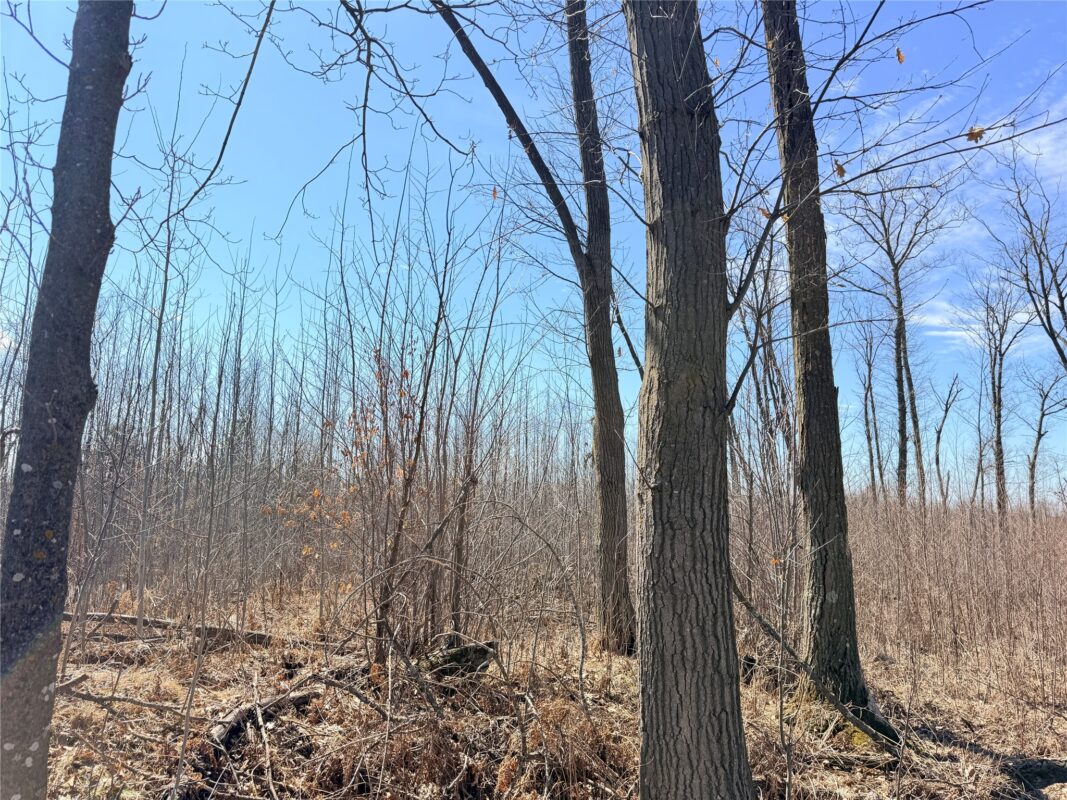 Land at Lot 4 160th Avenue, Turtle Lake, WI 54889 — photo 17