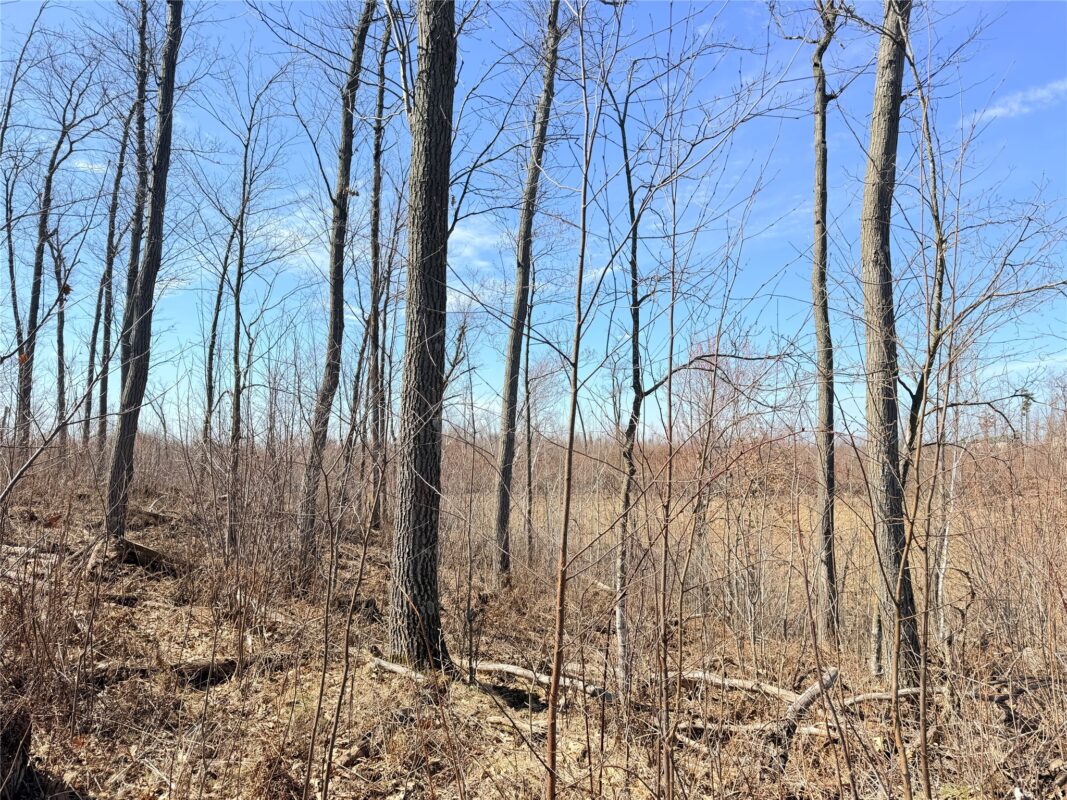 Land at Lot 4 160th Avenue, Turtle Lake, WI 54889 — photo 21