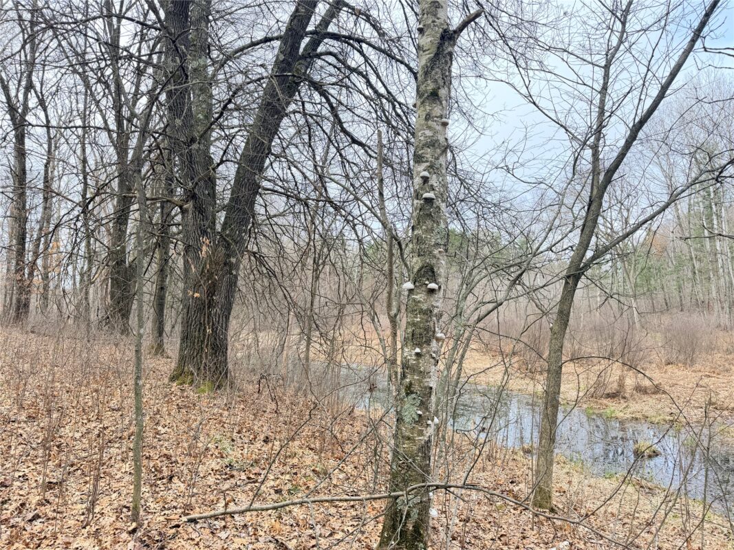Lot 4 Big Lake Drive Osceola WI 54020 — photo 16