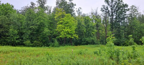 Lot 4 Musky Point Drive Stone Lake WI 54876 — photo 1