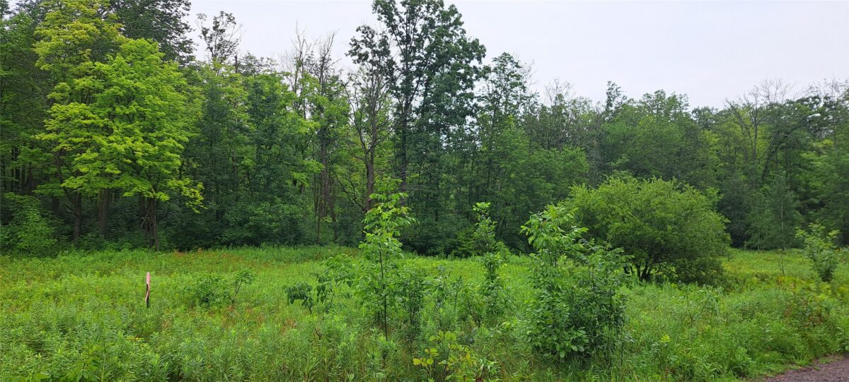 Lot 4 Musky Point Drive Stone Lake WI 54876 — photo 2
