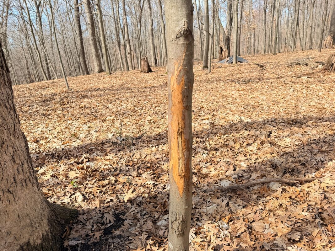 Lot 6 Big Lake Drive Osceola WI 54020 — photo 5