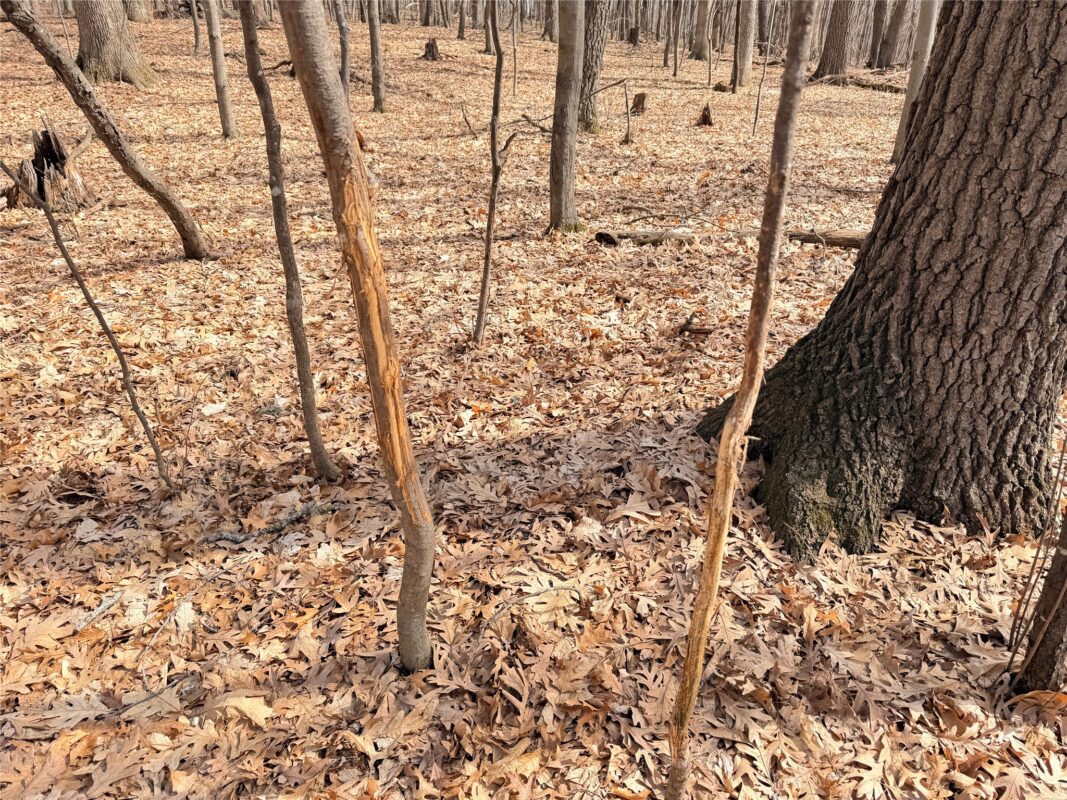 Lot 6 Big Lake Drive Osceola WI 54020 — photo 6