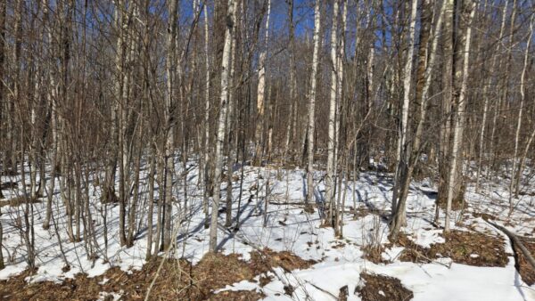 Lot 90 Silver Birch Drive Cable WI 54821 — photo 1