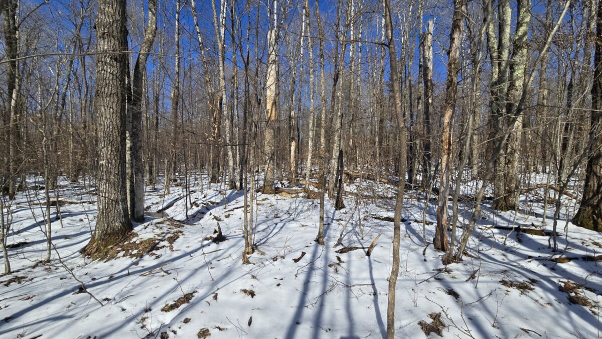 Lot 90 Silver Birch Drive Cable WI 54821 — photo 2