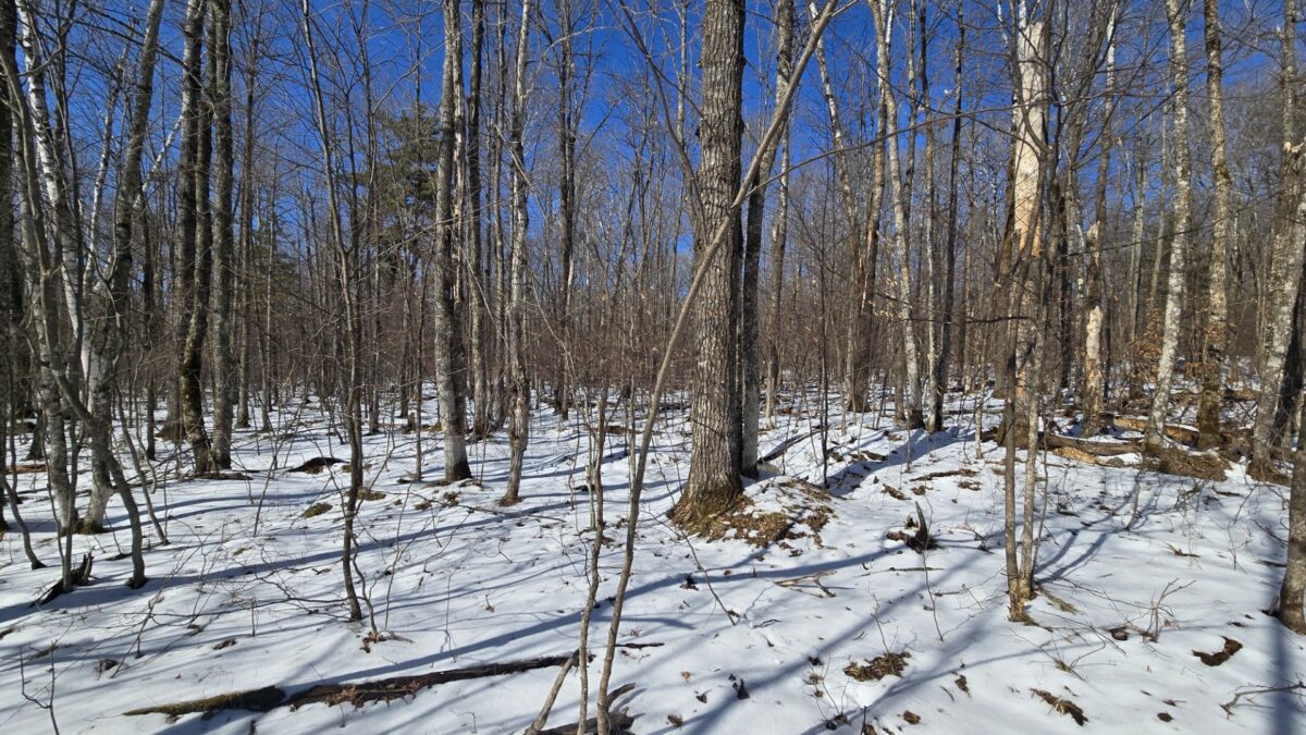 Lot 90 Silver Birch Drive Cable WI 54821 — photo 3