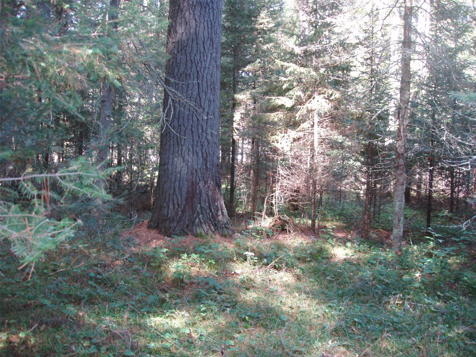 N15671 Evergreen Road, Park Falls, WI — photo 12