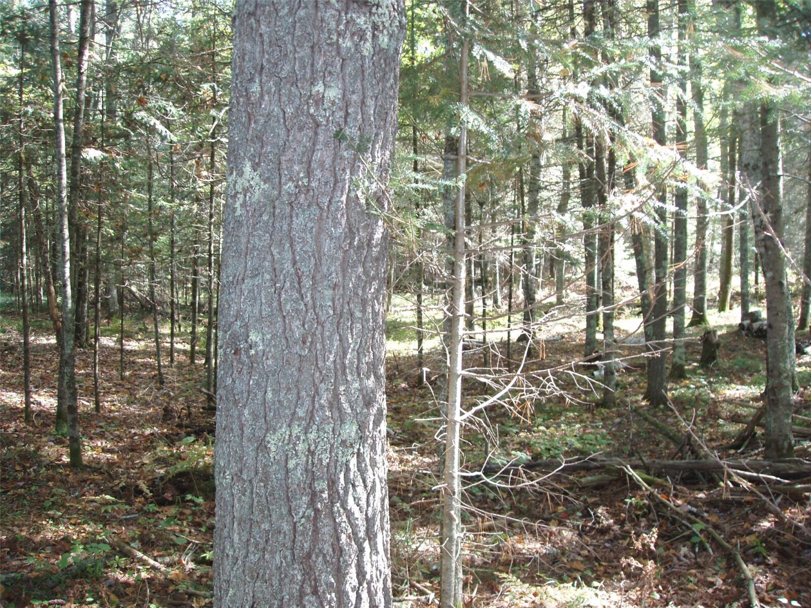 N15671 Evergreen Road, Park Falls, WI — photo 22