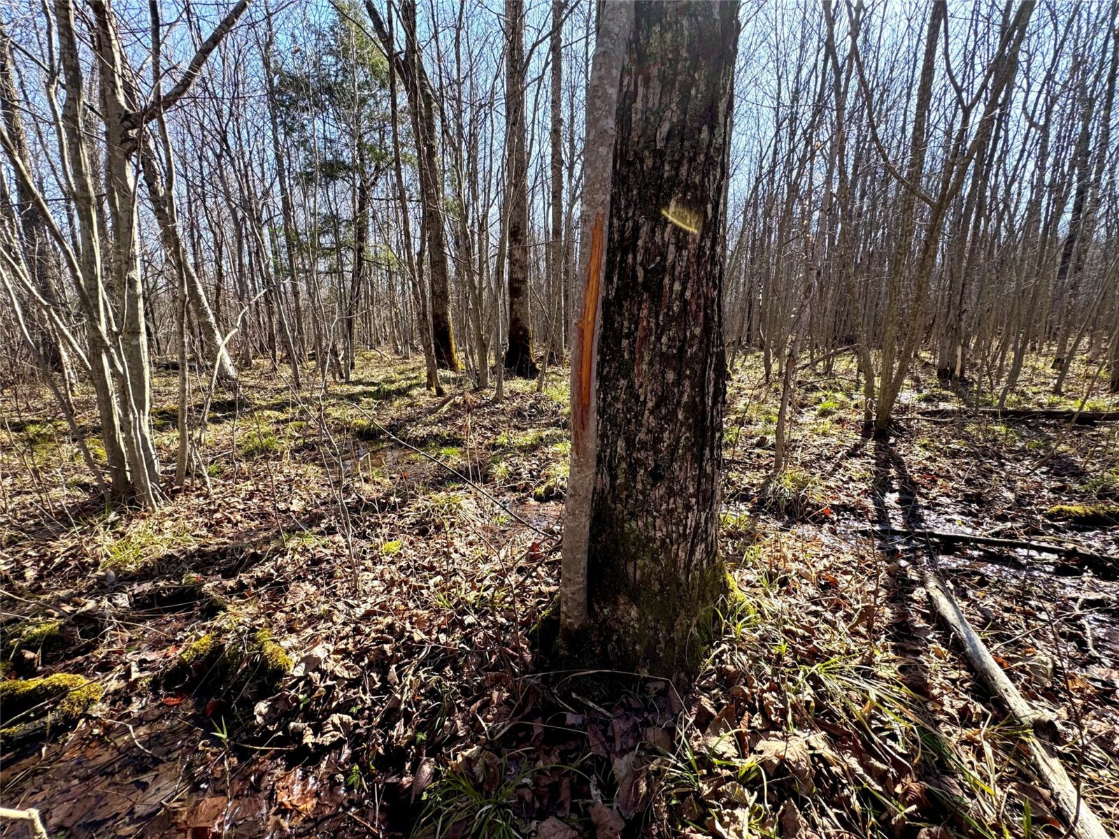 N2615 State Highway 73, Sheldon, WI — photo 6