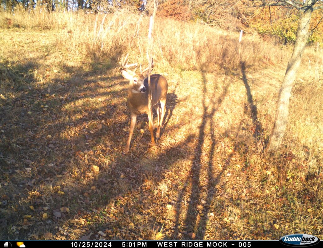 N35194 Przybilla Lane Independence WI 54747 — photo 38