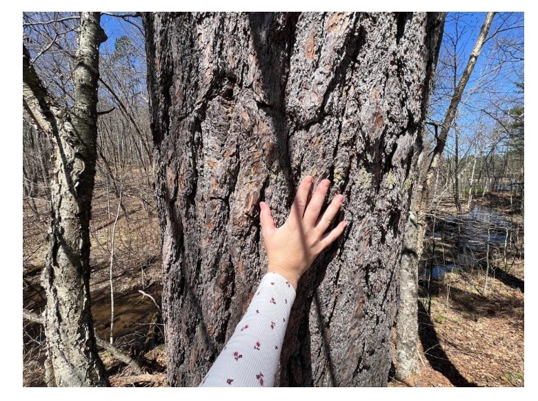 N4385 Red Oak Lane, Stone Lake, WI — photo 18