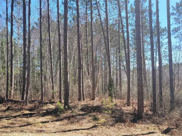 On Hunter Lake Road, Winter, WI