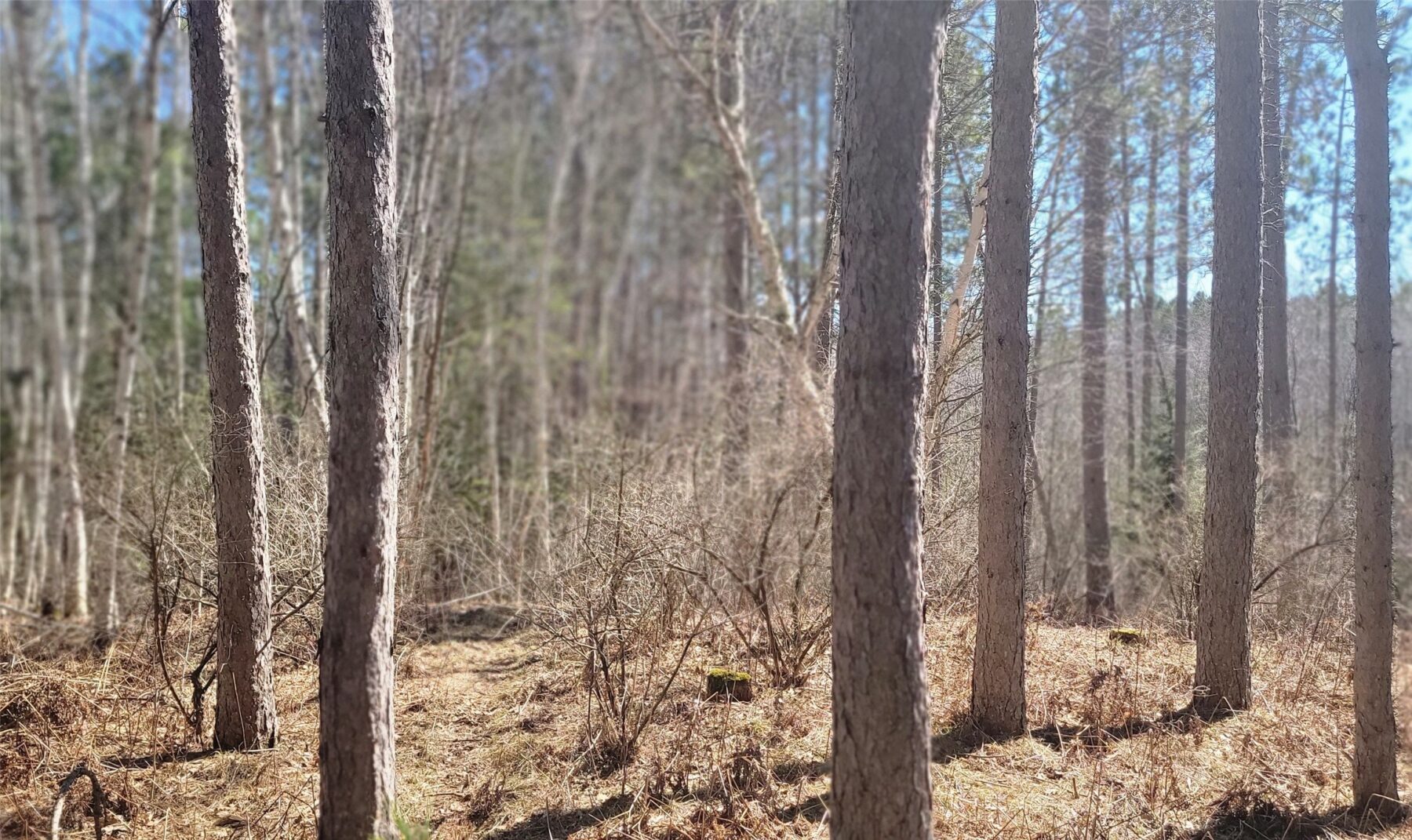 On Hunter Lake Road, Winter, WI — photo 10