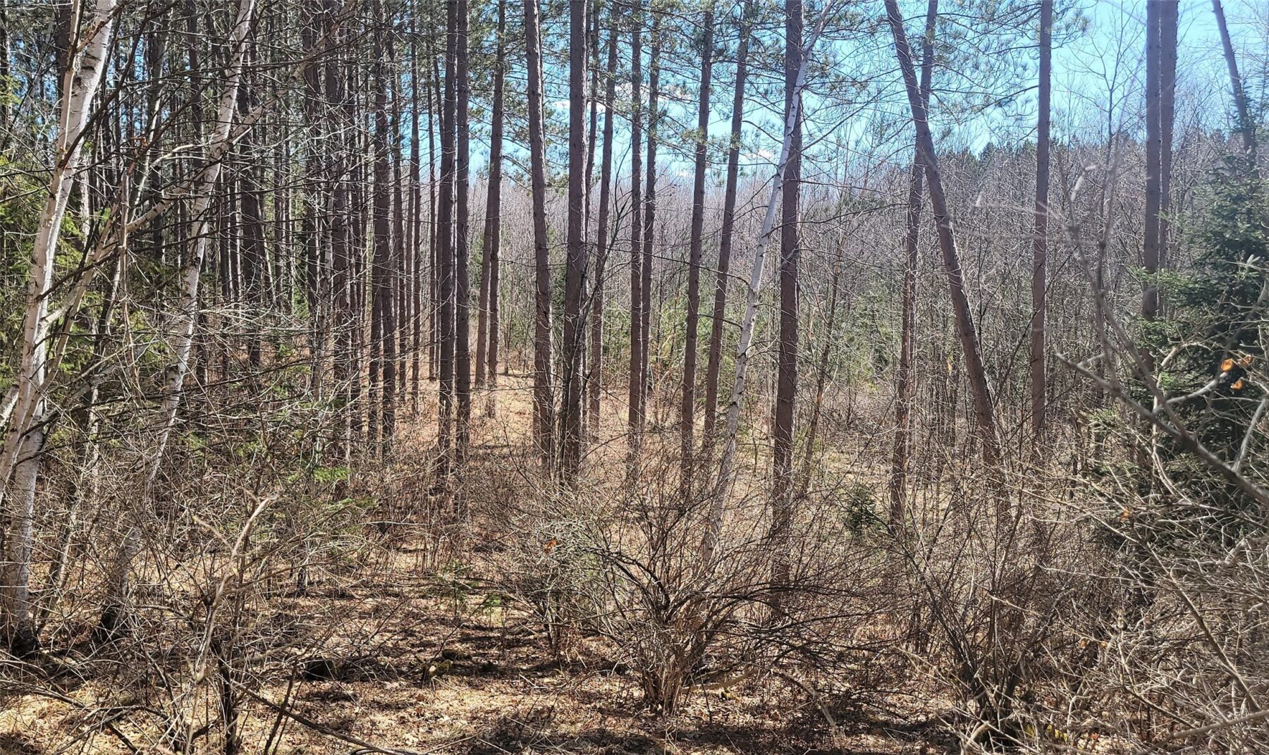 On Hunter Lake Road, Winter, WI — photo 11