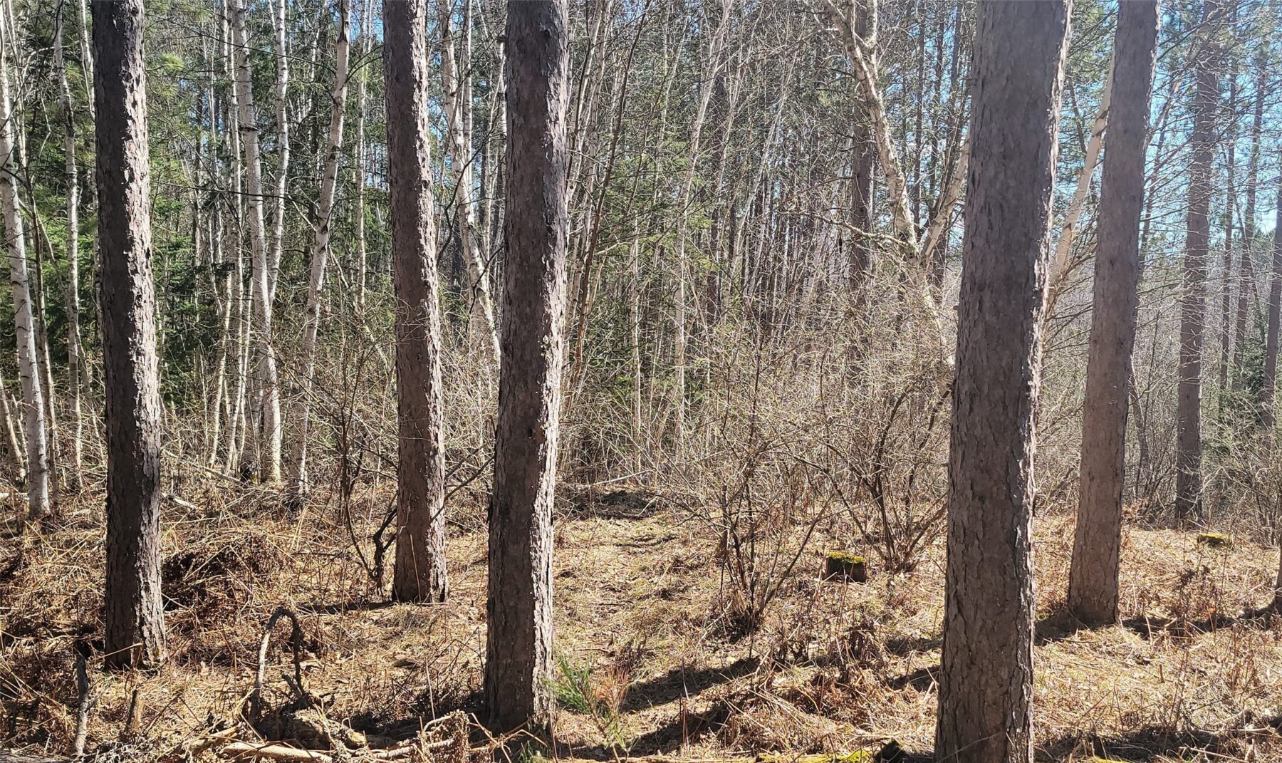 On Hunter Lake Road, Winter, WI — photo 2