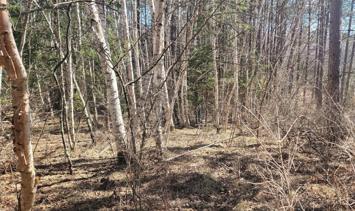 On Hunter Lake Road, Winter, WI — photo 3