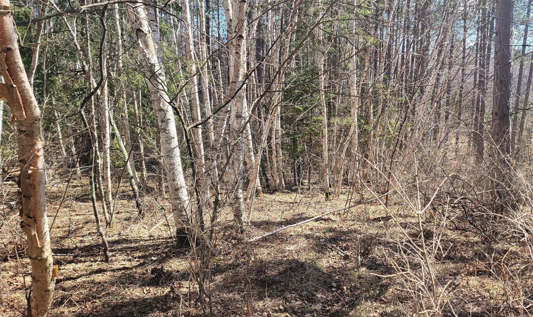 On Hunter Lake Road, Winter, WI — photo 3