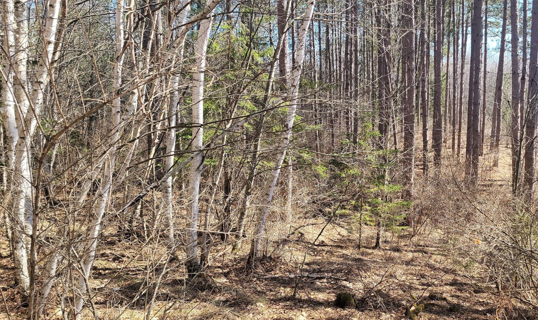 On Hunter Lake Road, Winter, WI — photo 4