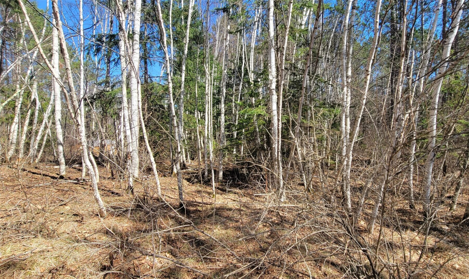 On Hunter Lake Road, Winter, WI — photo 5