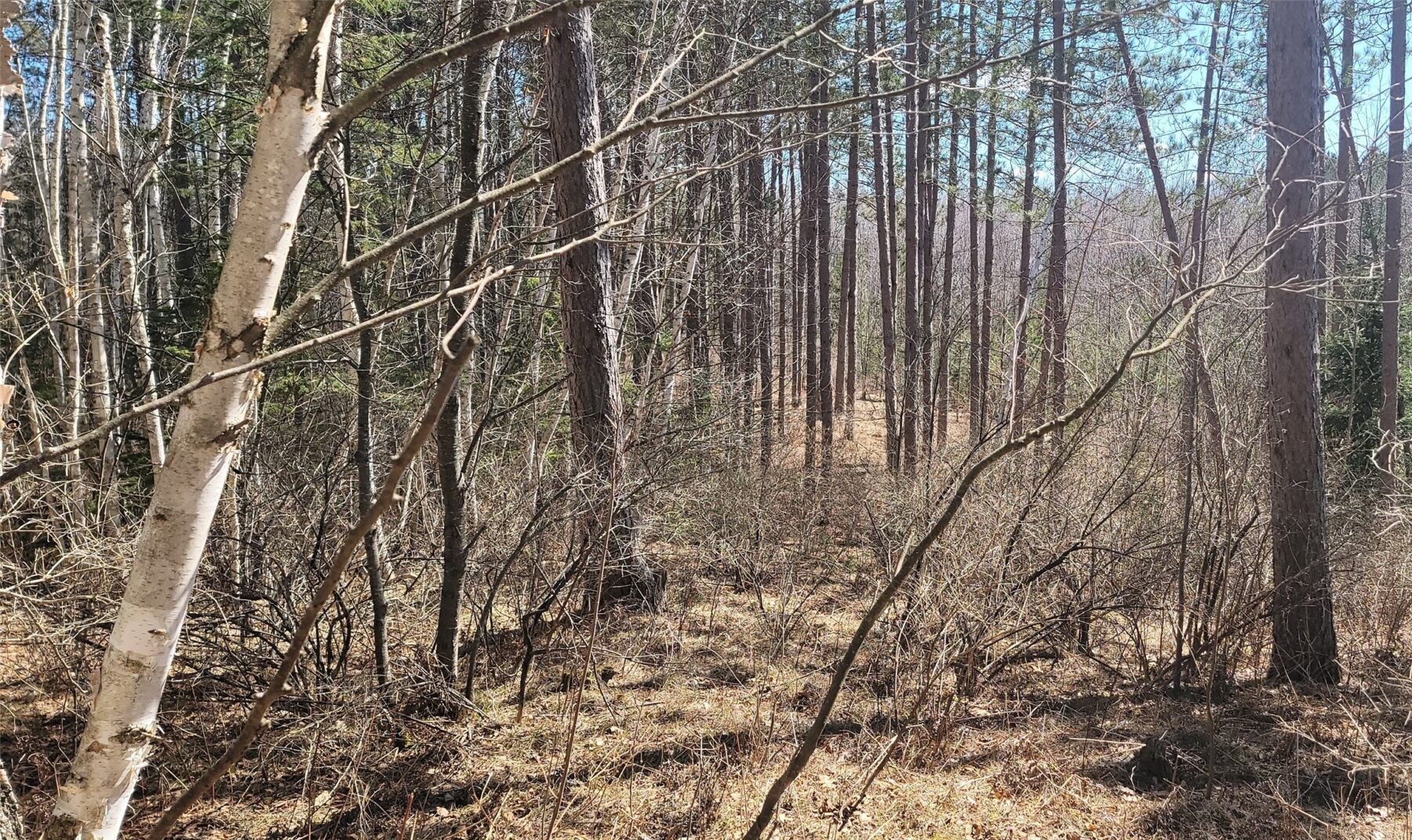 On Hunter Lake Road, Winter, WI — photo 6