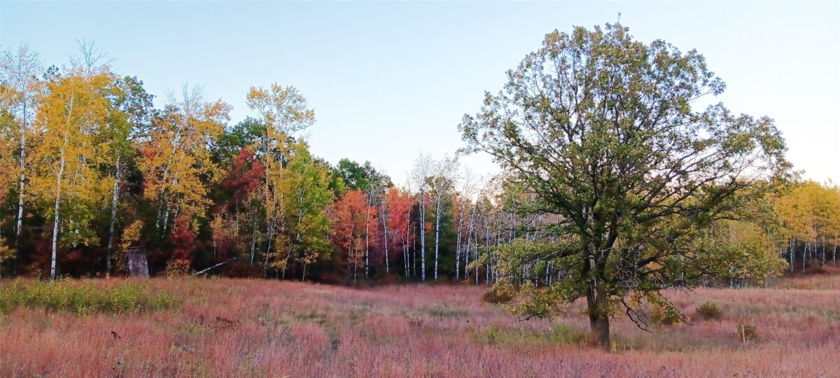 11116 Blackberry Road N, Trego, WI