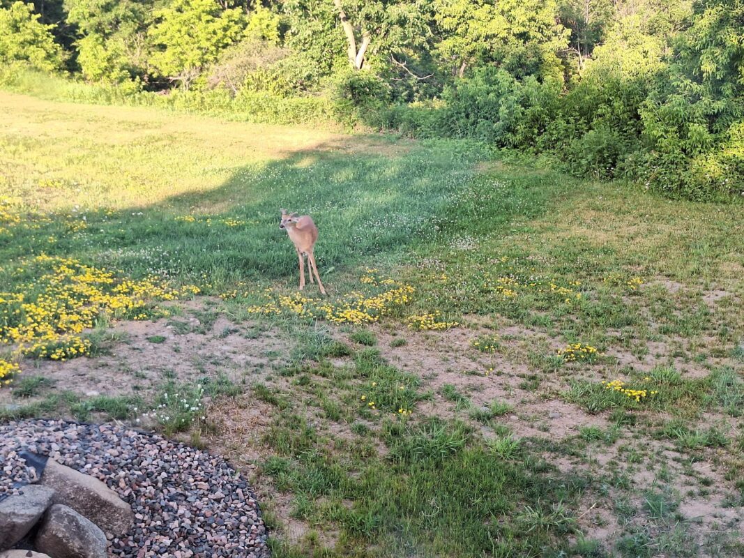 W15995 Random Ridge Road Weyerhaeuser WI 54895 — photo 13