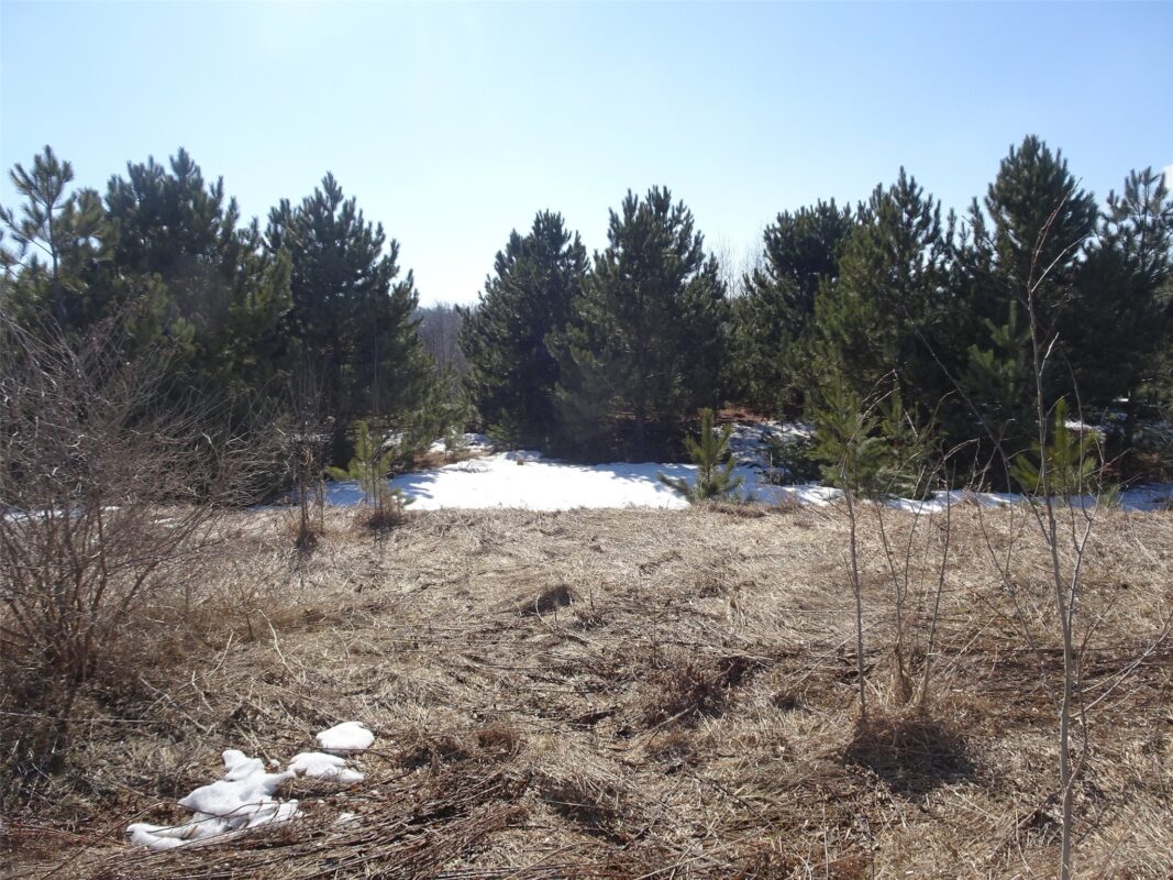 XXX Hwy 35 Frederic WI 54837 — photo 7