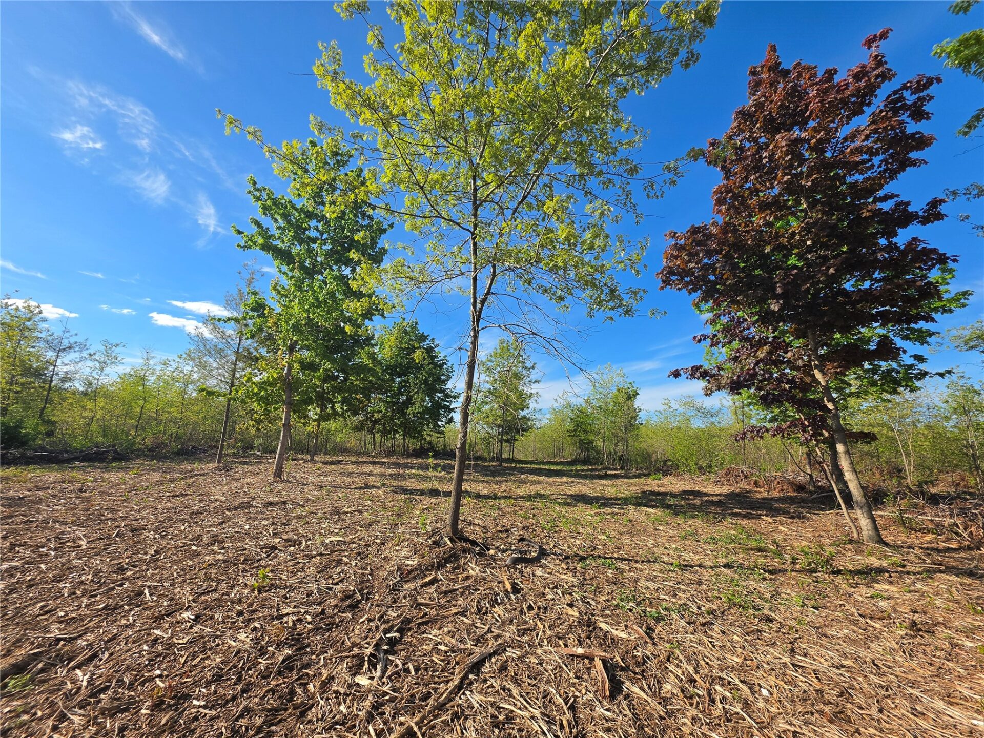 0 370 Avenue Lot 7 and Lot 8  Elk Mound WI 54739