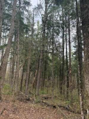0 Pederson Road  Hayward WI 54843