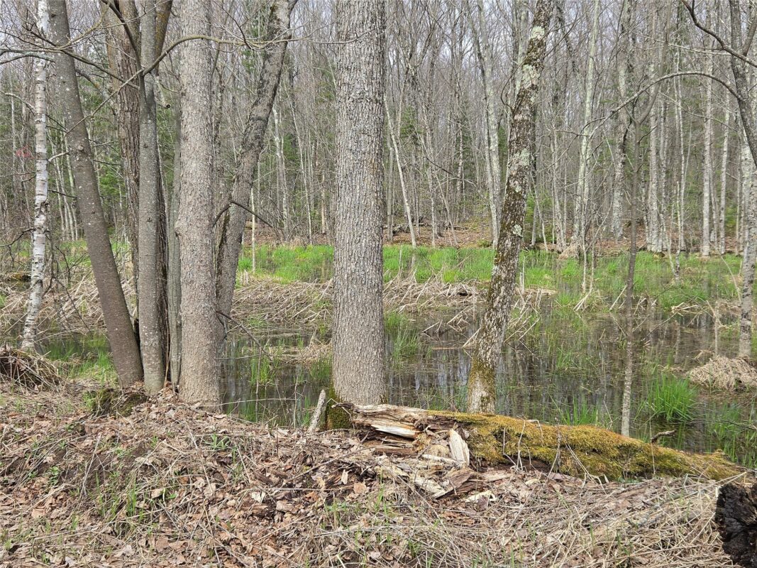 12XXX N Olson Road, Hayward, WI — photo 5