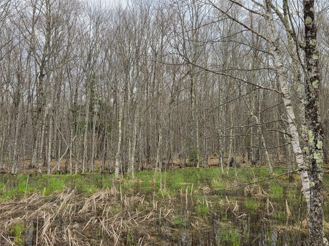 12XXX N Olson Road, Hayward, WI — photo 6