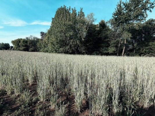 2754 20th Street Elk Mound WI 54739