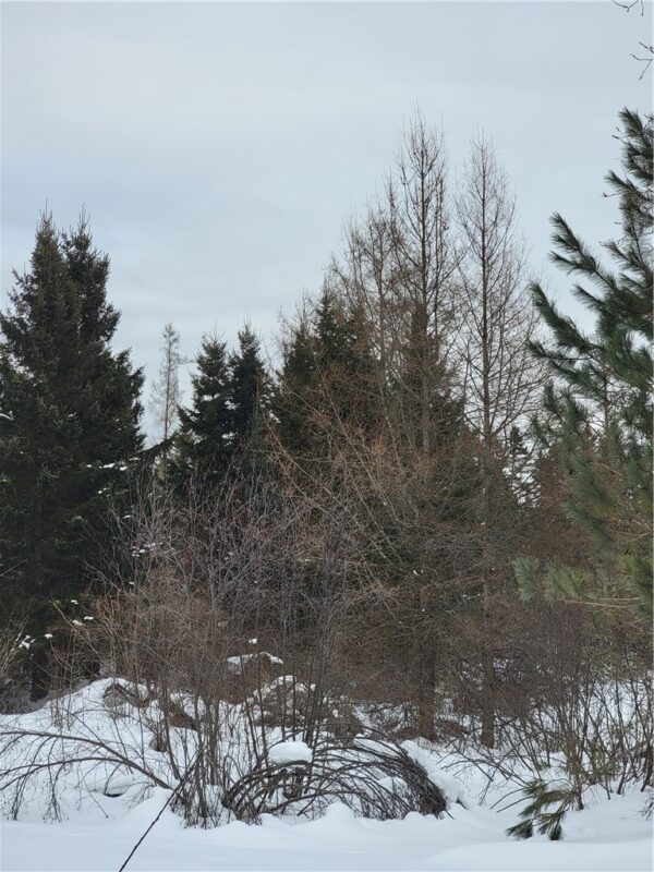 6828N Zett Road, Winter, WI — photo 6