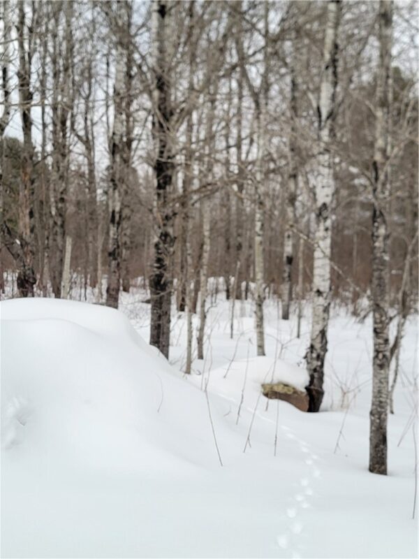 6828N Zett Road, Winter, WI — photo 8