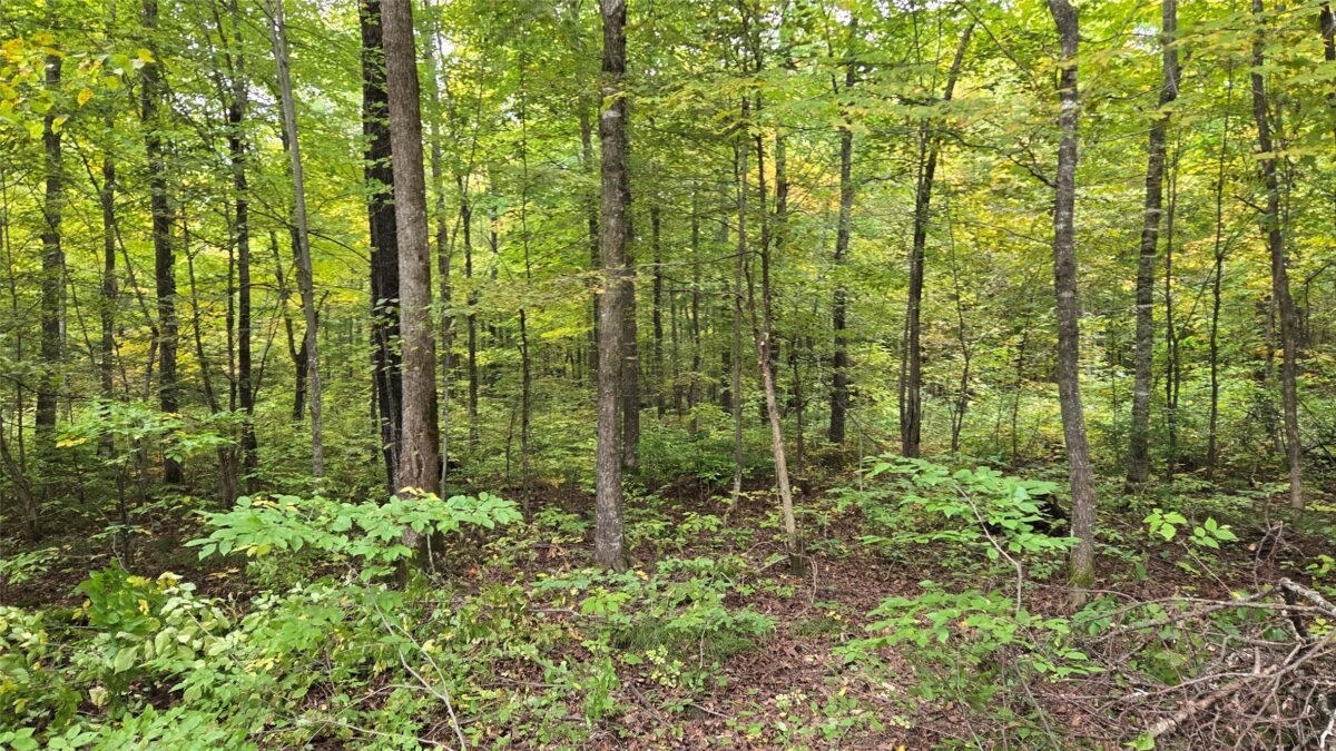 Lot 2 Lakeview LN., Exeland, WI — photo 2