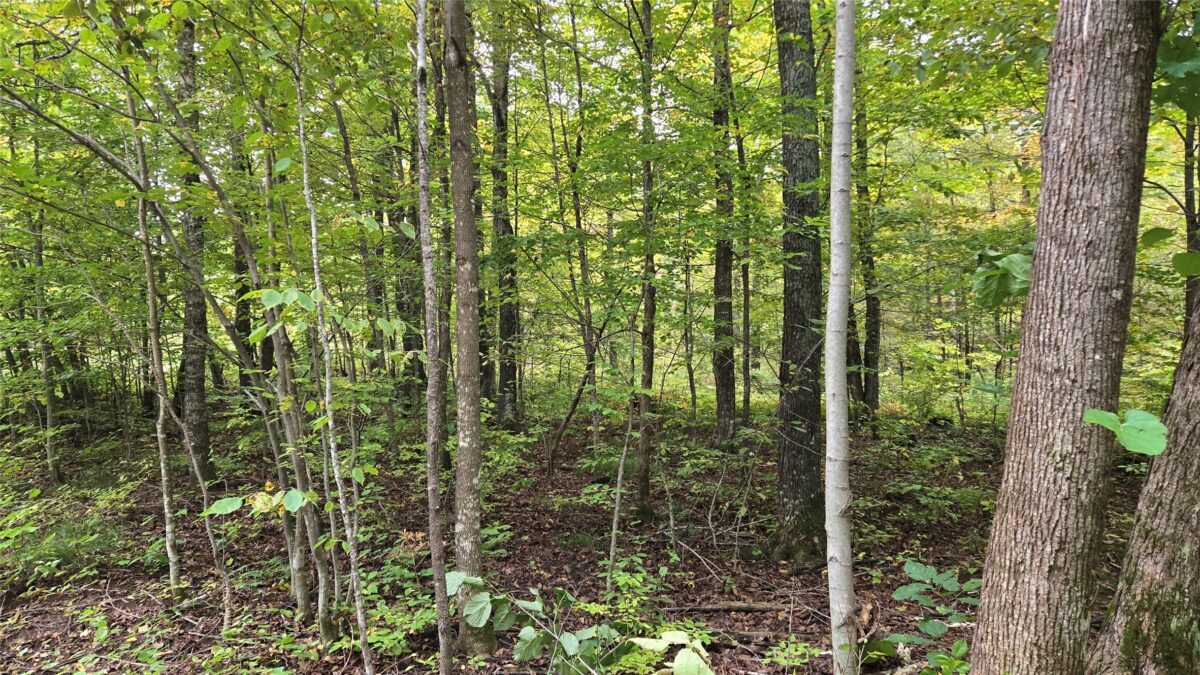 Lot 2 Lakeview LN., Exeland, WI — photo 3