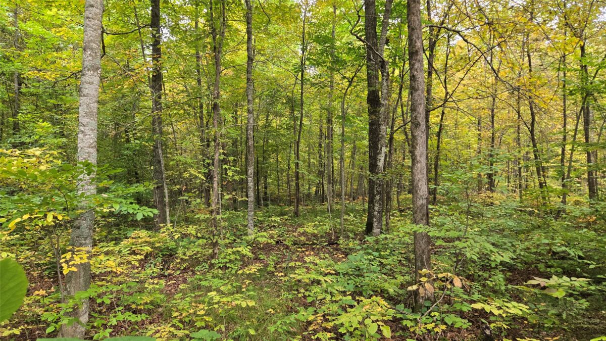 Lot 2 Lakeview LN., Exeland, WI — photo 6